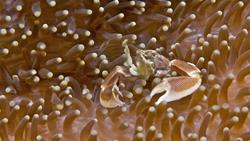 Kuredu and Komandoo Island - Maldives. Dive Centre diving - Porcelain crab.
